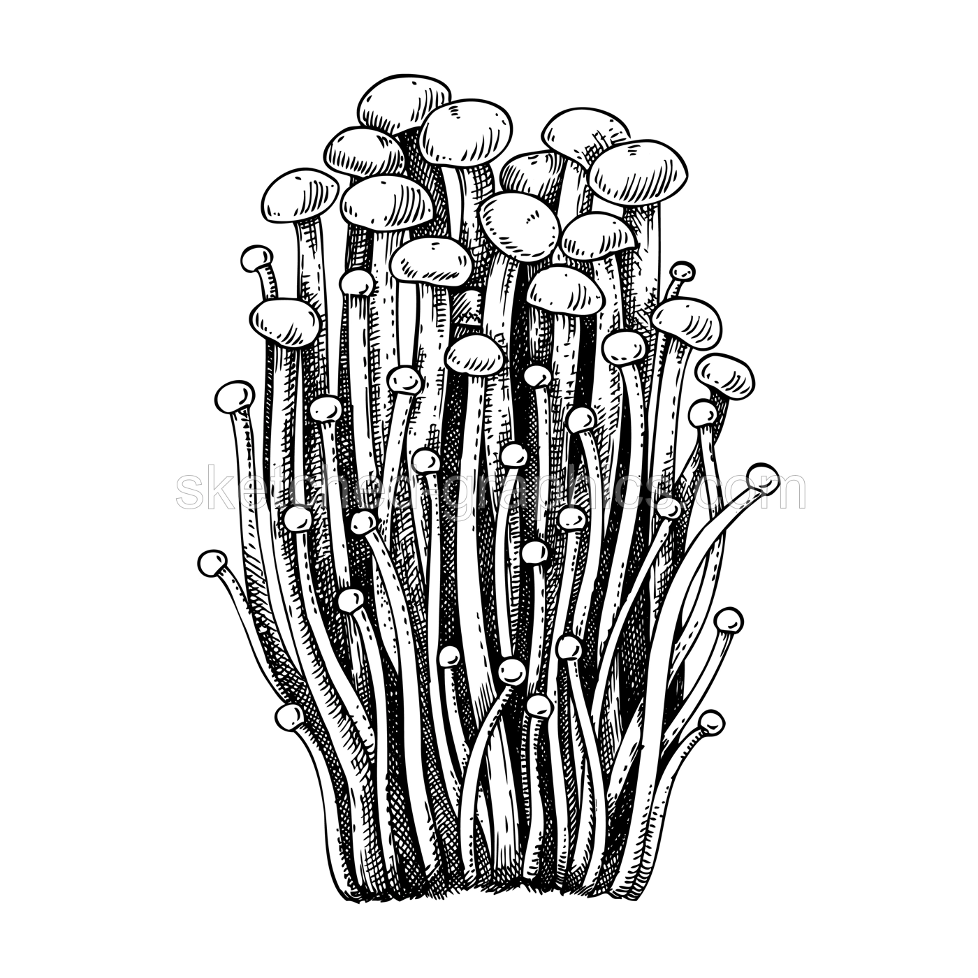 Enoki mushroom sketch. Edible fungus illustration. Fungal protein, mycoprotein source. Medicinal mushroom drawing isolated on white. Healthy food and plant-based meat substitutes design element Illustration
